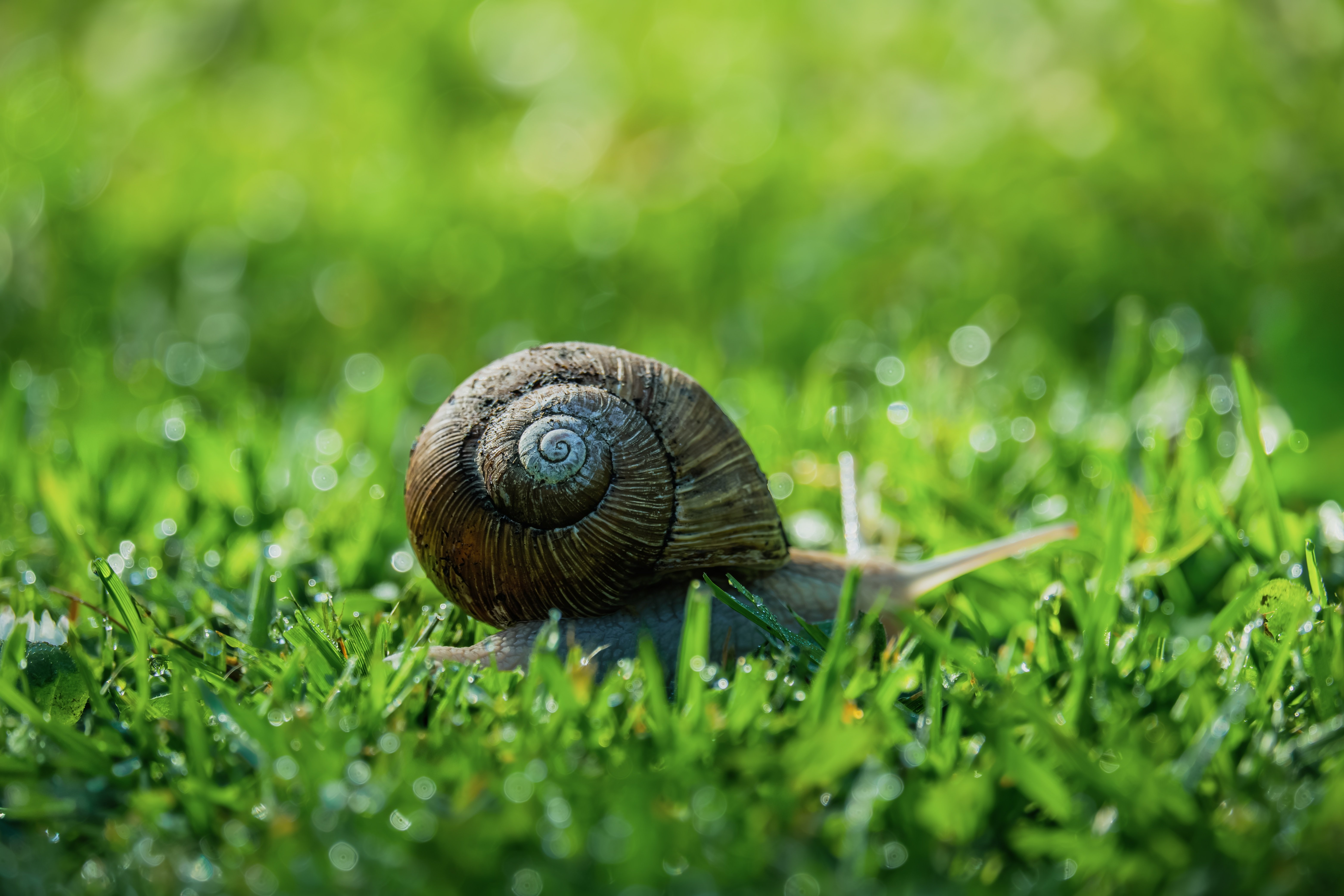 snail