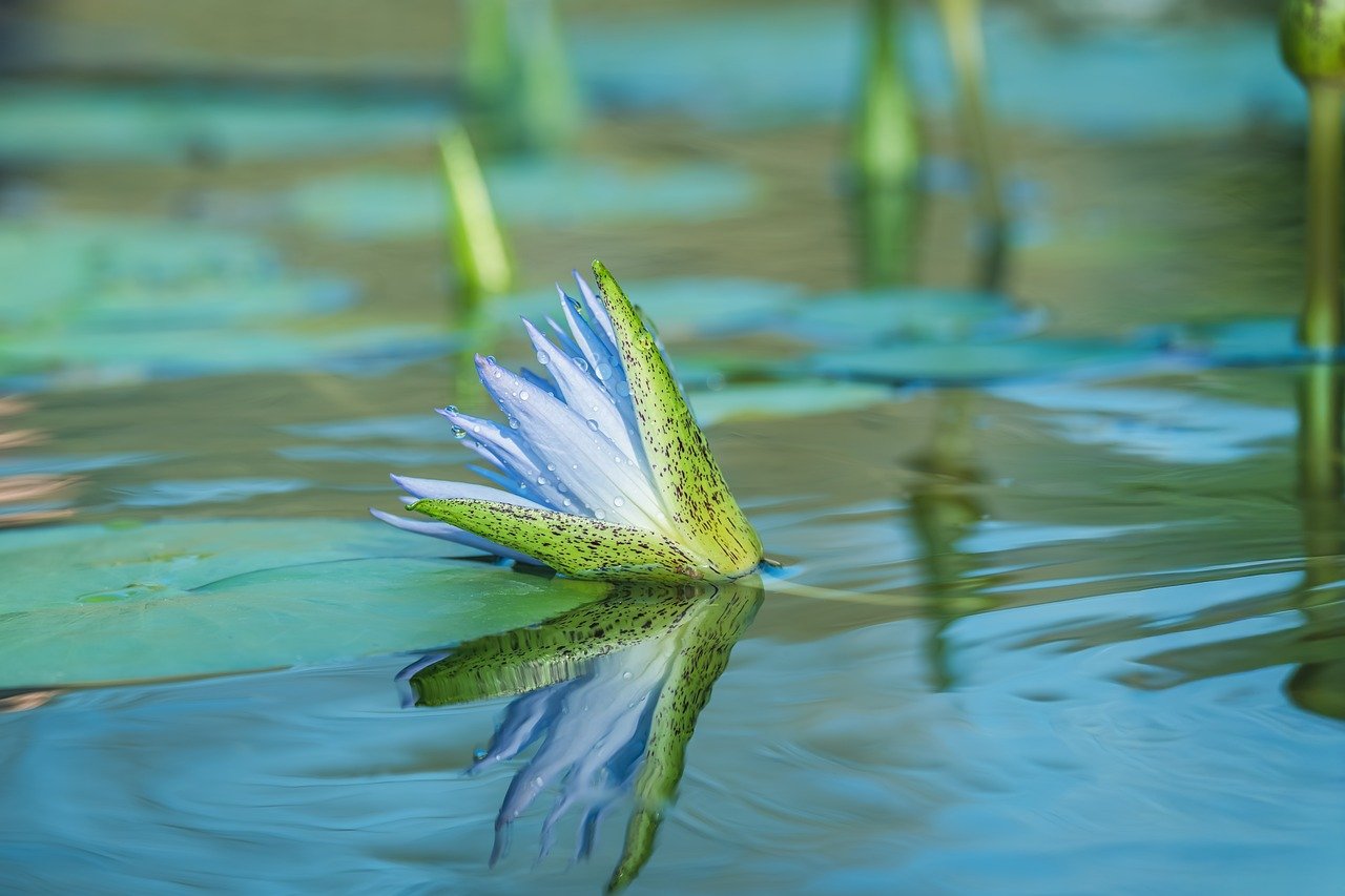 lily